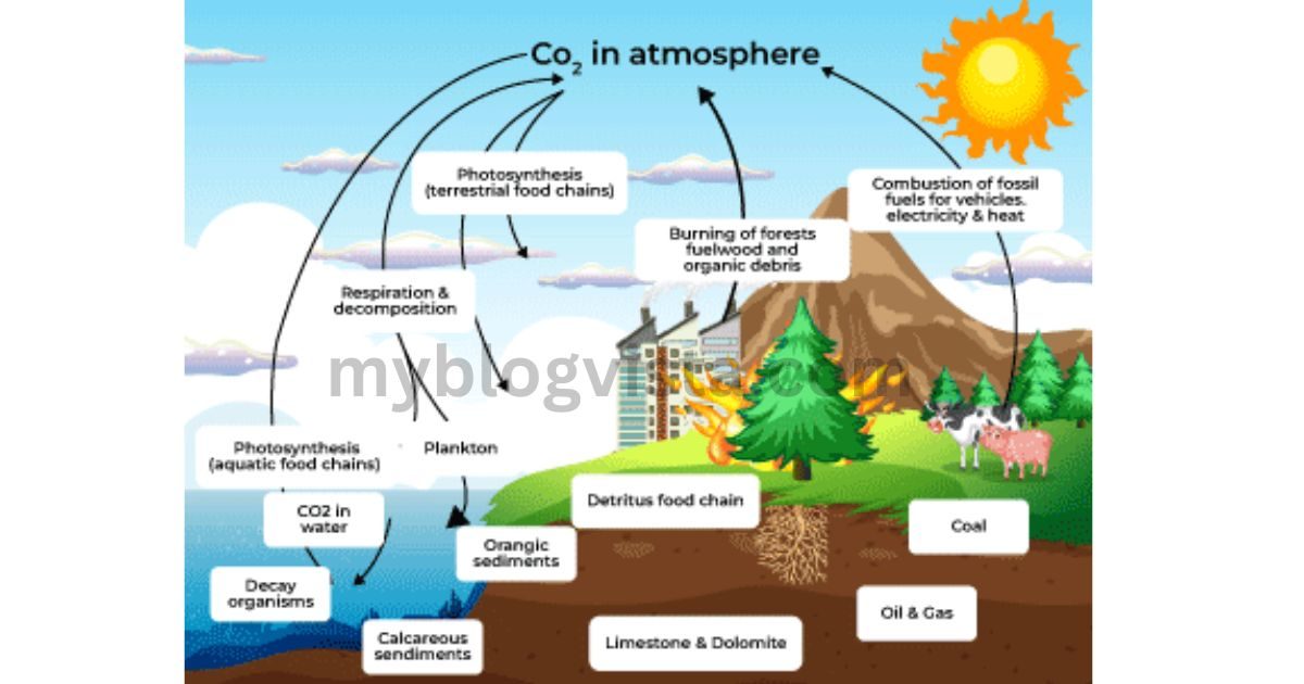 Carbon cycle